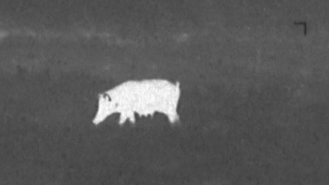 A common use for thermal vision devices is the hunting of nuisance animals such as feral hogs